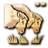 Over Grazing